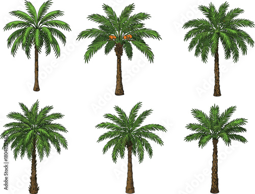 Palm tree illustration set, tropical vegetation vector, coconut palm design, nature clipart collection, eco concept, educational graphic, landscape element, greenery