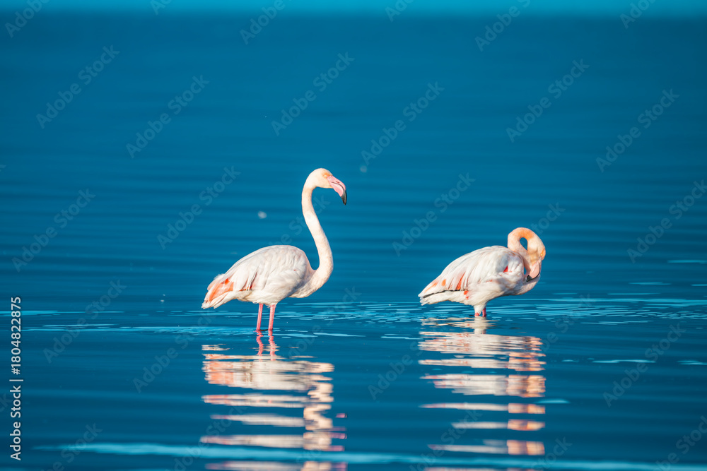 Fototapeta premium Two flamingos stand gracefully in shallow water