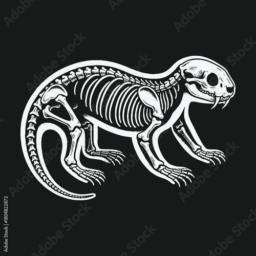 Monochrome vector illustration of a complete rodent skeleton anatomy.