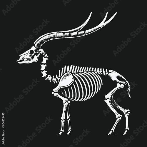White Gazelle Skeleton Anatomy Illustration on Black Background.
