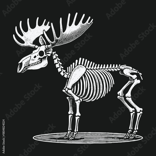 Vintage anatomical illustration of a complete moose skeleton on a black background.