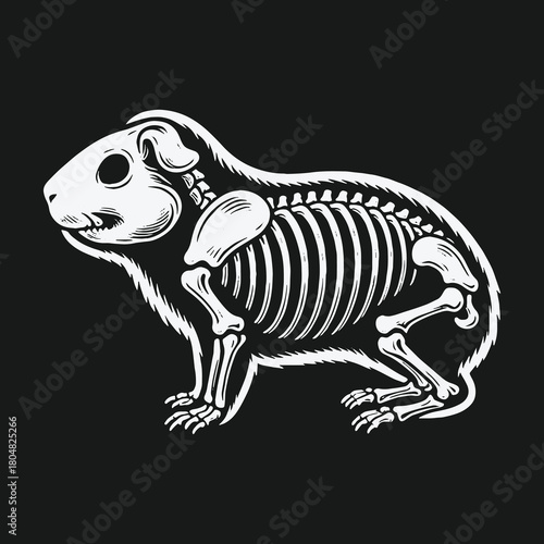 Anatomical illustration of a guinea pig skeleton side view.