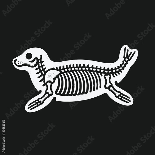Cute Seal Skeleton Anatomy Illustration on Black Background.