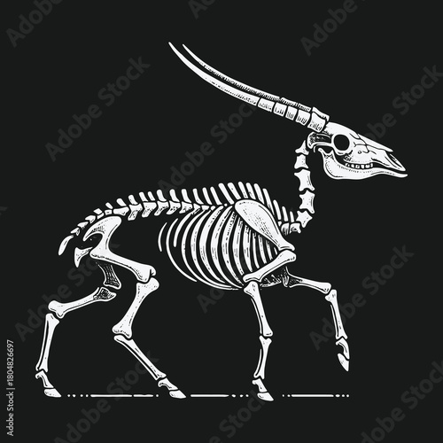 Detailed anatomical illustration of a gazelle skeleton on black background.
