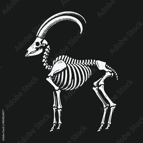 Anatomical illustration of a goat skeleton with large curved horns.
