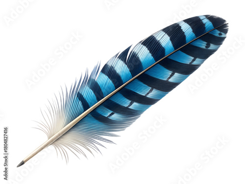 Beautiful blue jay feather isolated on transparent background with black stripes