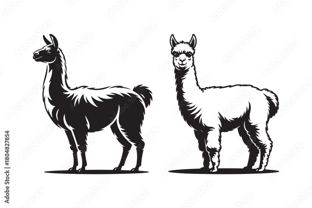 Fototapeta premium Two llamas standing side by side in black and white illustration