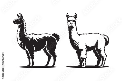 Two llamas standing side by side in black and white illustration