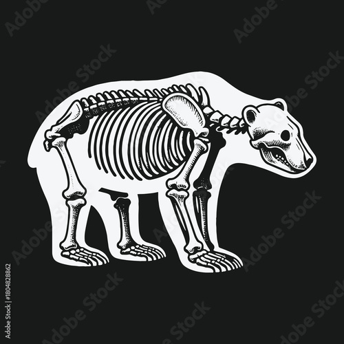 Anatomical illustration of a bear skeleton inside a white animal silhouette on a black background.