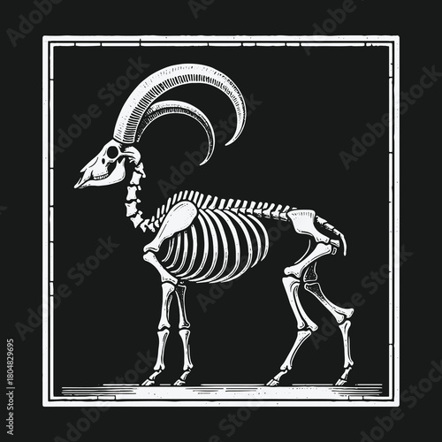 Anatomical illustration of a ram skeleton with large curved horns on a black background.