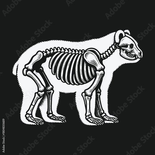 Bear silhouette with internal skeleton x-ray view illustration.