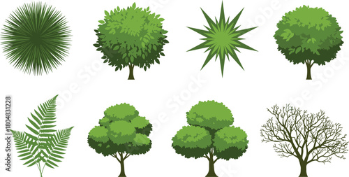 Tree and plant illustration, palm leaf drawing, deciduous tree sketch, fern artwork, botanical design, ecology concept, greenery artwork, plant anatomy, landscape concept, natural form