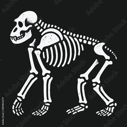 Vintage style illustration of a walking primate skeleton on a black background.