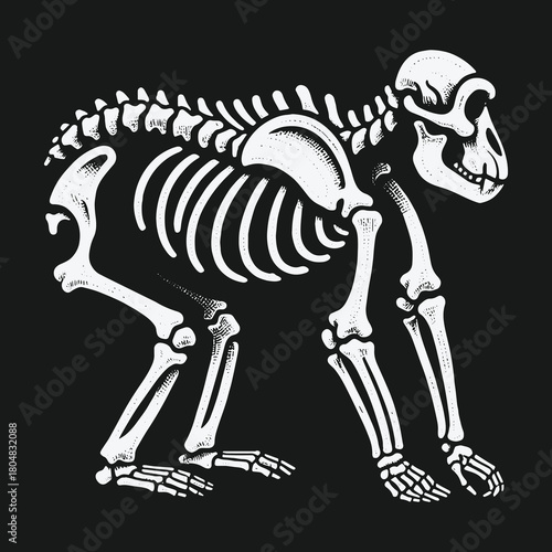 Detailed scientific illustration of a primate monkey skeleton.