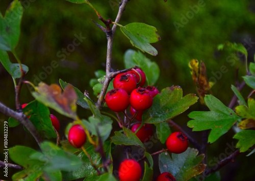 red berries on a branch
