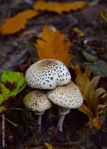 mushroom in the forest