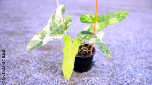 Closeup to New hybrid plant Philodendron billietiae x florida beautyin the pot 