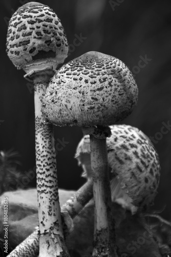 mushroom on the ground