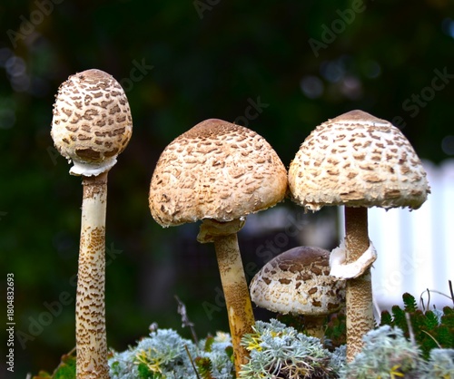 mushrooms in the woods