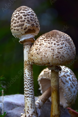 mushroom in the forest