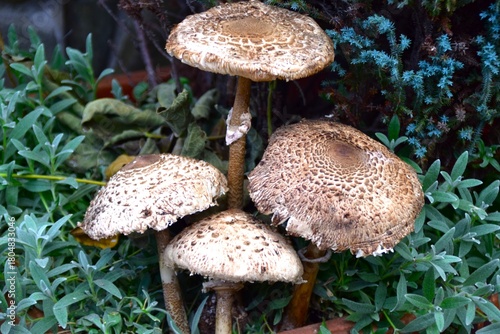 mushrooms in the forest