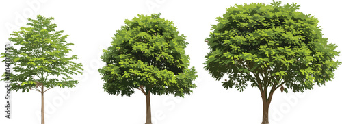 Tree growth stages illustration, small medium large tree, botanical sketch, forest design, ecology art, plant anatomy, greenery artwork, landscape concept, natural form