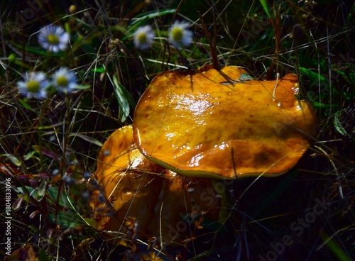 mushroom in the forest