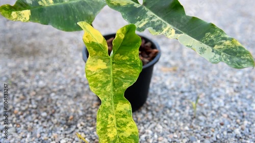 Closeup to New hybrid plant florida beauty x Philodendron Black Billietiae in the pot 