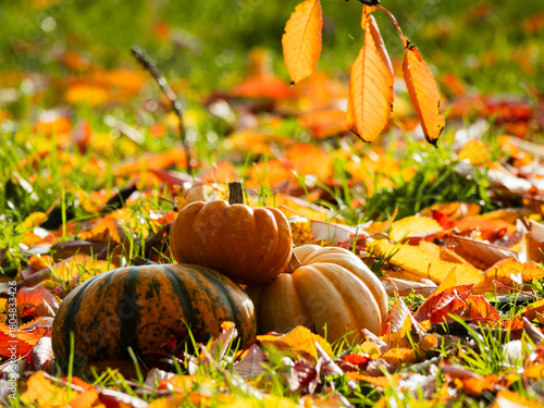 Orange Pumpkin squash in carpet of autumn leaves