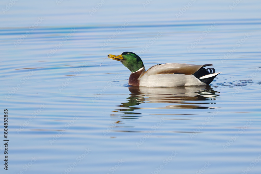 Obraz premium A male mallard shakes itself and water droplets fly around it, a duck splashes water droplets around its head, the sun shines on the lake, small waves, Anas platyrhynchos