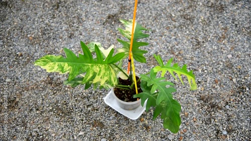Philodendron Distantilobum x  Philodendron Florida beauty Variegated on the ground   