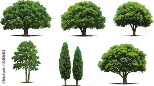 Tree illustration, natural landscape, deciduous and conifer, foliage variety, botanical drawing, outdoor vegetation, plant design, vector sketch, greenery element, isolated background