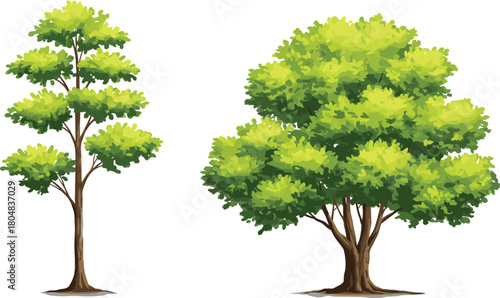 Tree illustration, tall slender tree, broad canopy tree, botanical drawing, foliage sketch, plant morphology, forest design, ecology art, greenery concept, landscape artwork