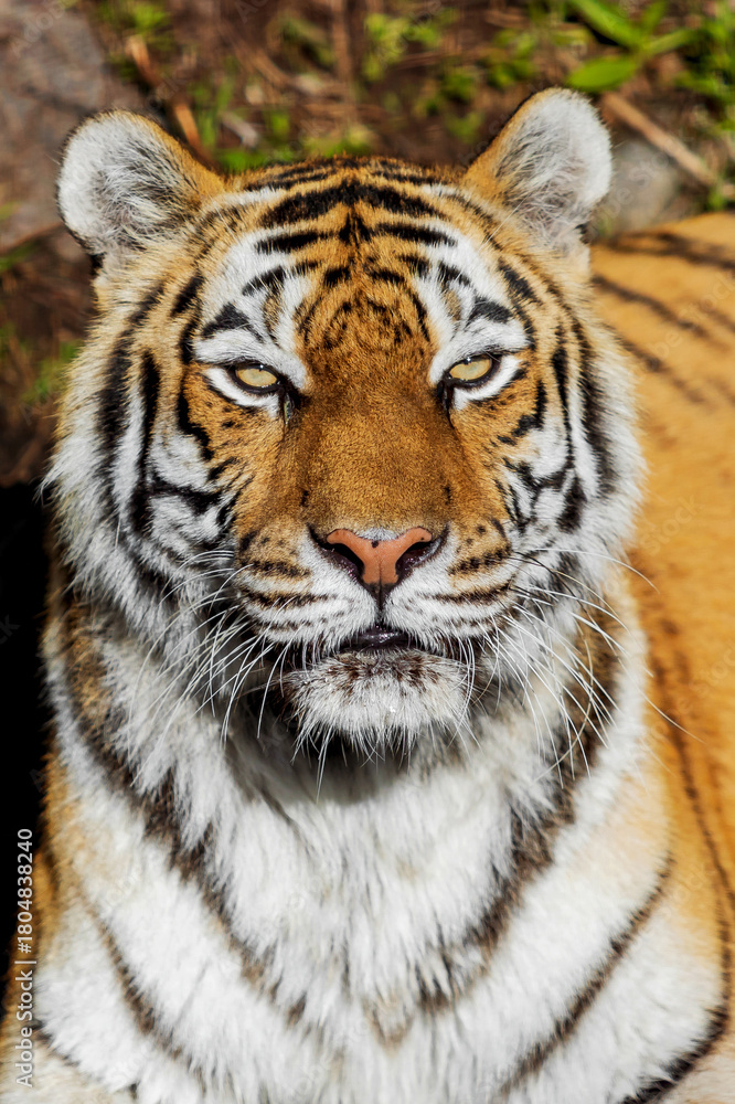 Fototapeta premium Tiger Close-up Portrait