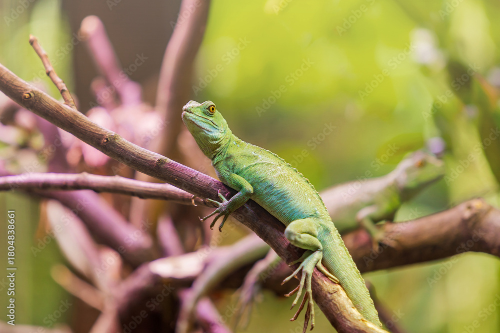 Fototapeta premium Lizard Resting on Green Branch Close-up