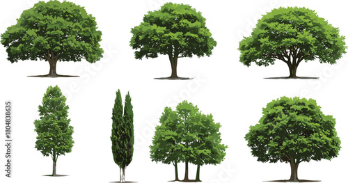 Trees illustration, natural landscape, deciduous and conifer, foliage variety, botanical drawing, outdoor vegetation, plant design, vector sketch, greenery element, isolated background