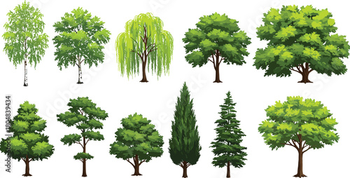 Weeping willow tree, tall conifer, broad canopy tree, rounded foliage, ornamental plants, seasonal greenery, landscape design, diverse trees, natural illustration, botanical artwork