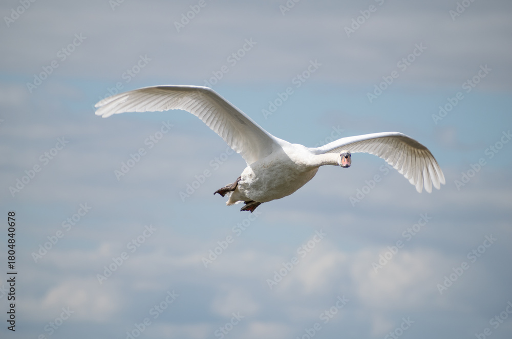 Fototapeta premium Mute Swan in Flight