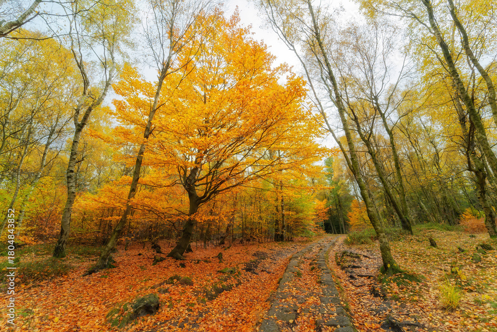 Fototapeta premium Herbststimmung im Wald