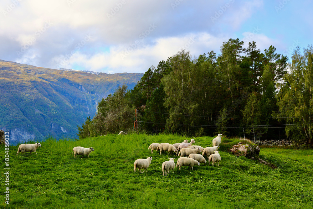 Fototapeta premium Sheep Grazing on Mountain Hillside in Aurlandsvangen, Norway