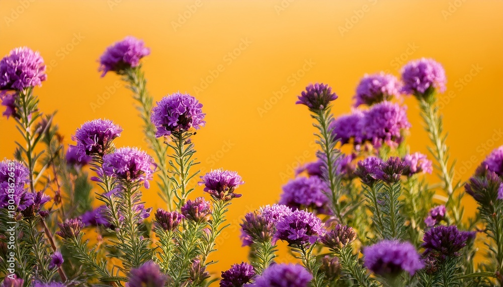 Obraz premium vibrant purple flowers against a warm yellow backdrop