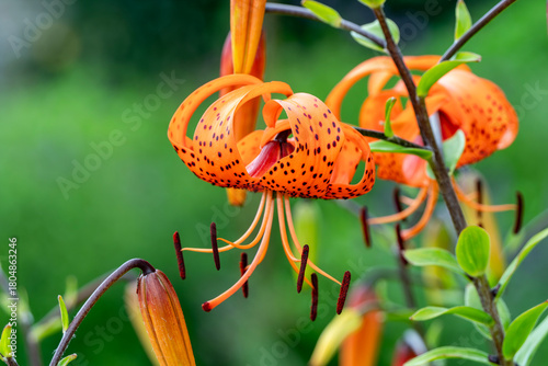 Lilium henryi a summer flowering plant with an orange turk's cap summertime flower commonly known as Henry's lily, gardening stock photo image
