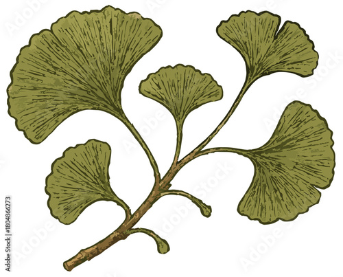 Ginkgo biloba (pohon rambut gadis)