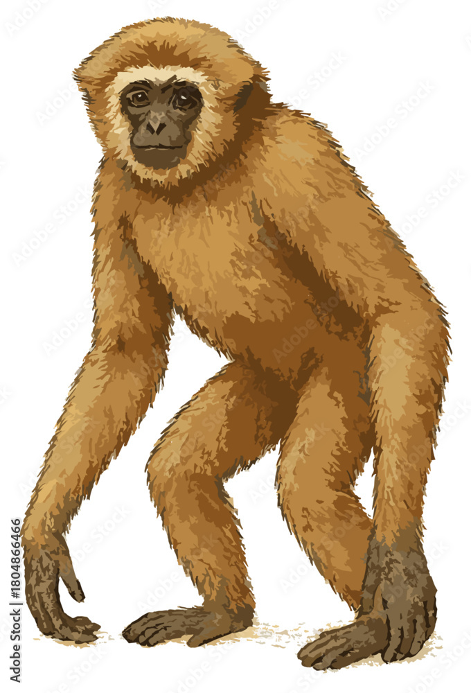 Obraz premium Hylobates lar (Gibbon atau Sarudung)
