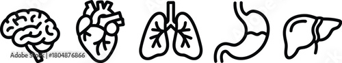 Comprehensive black and white line art collection showcasing essential human internal organs such as the brain, heart, lungs, stomach, and liver, ideal for anatomical diagrams and medical studies