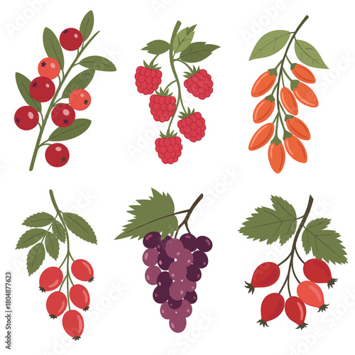 Collection of six different types of berries and fruits on branches with leaves.