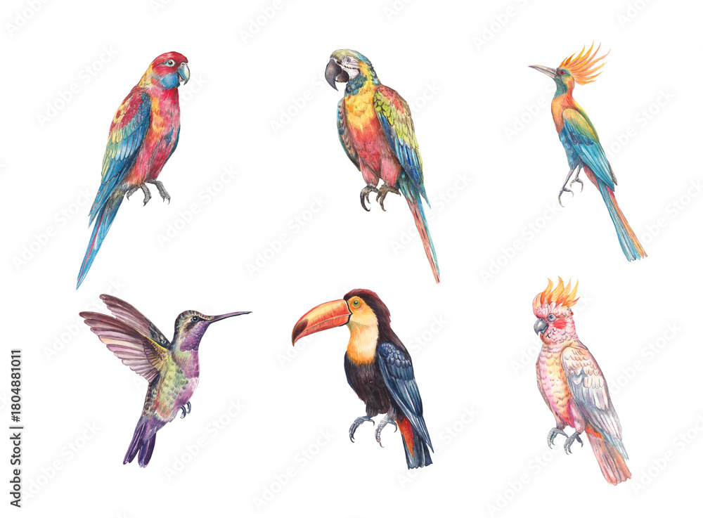 Obraz premium Watercolor illustration set of six exotic tropical birds, including parrots, toucan, hummingbird, and crested species. Colorful, detailed, hand-painted artwork isolated for prints and design projects.