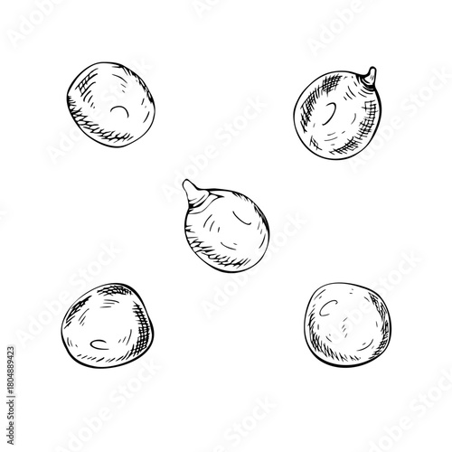 A set of green pea seeds. The detailed hand drawn black and white vector illustrations. Sketch of vegetable in line art style. Perfect for food packages labels clip art.