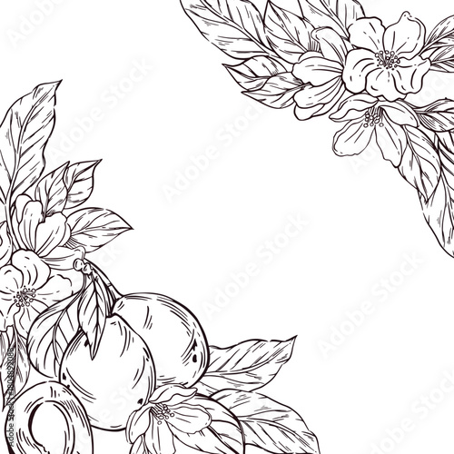 Vector frame of fruit, ripe plum and flowers of fruit trees together with leaves. All objects are hand-drawn in ink and converted into vector. The illustration is perfect for food packaging design.