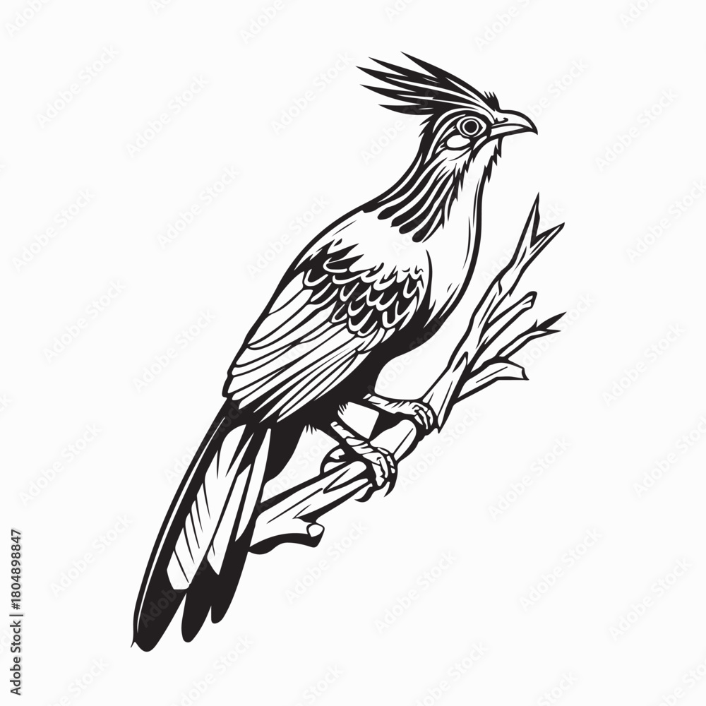 Naklejka premium Exotic Hoatzin Birds Perched on Branch Vector on white background